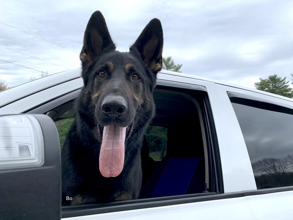 German shepherd in truck