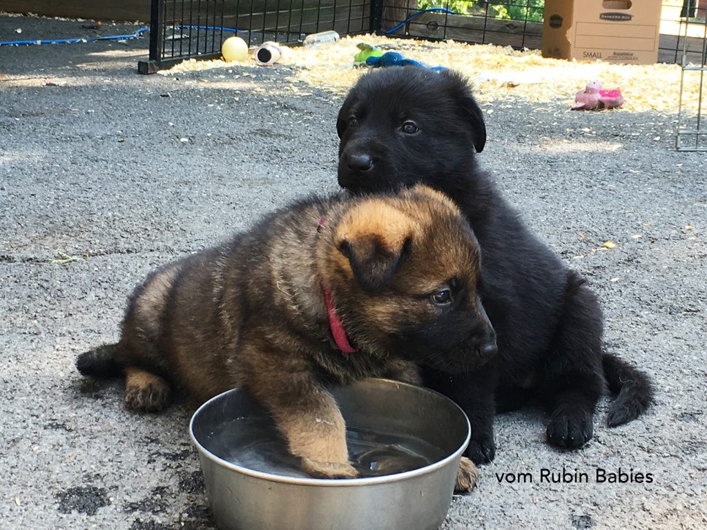 puppies in dish