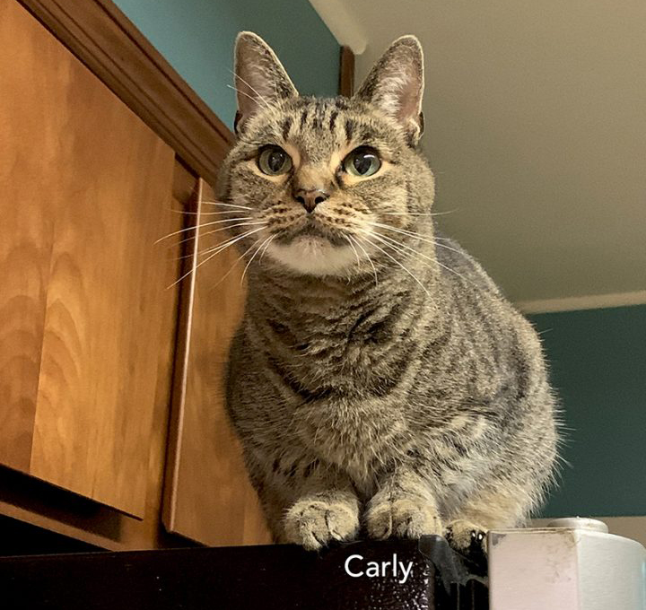 Pet Cat Carly